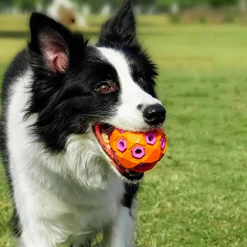 Rubber Star Squeaky Dog Ball